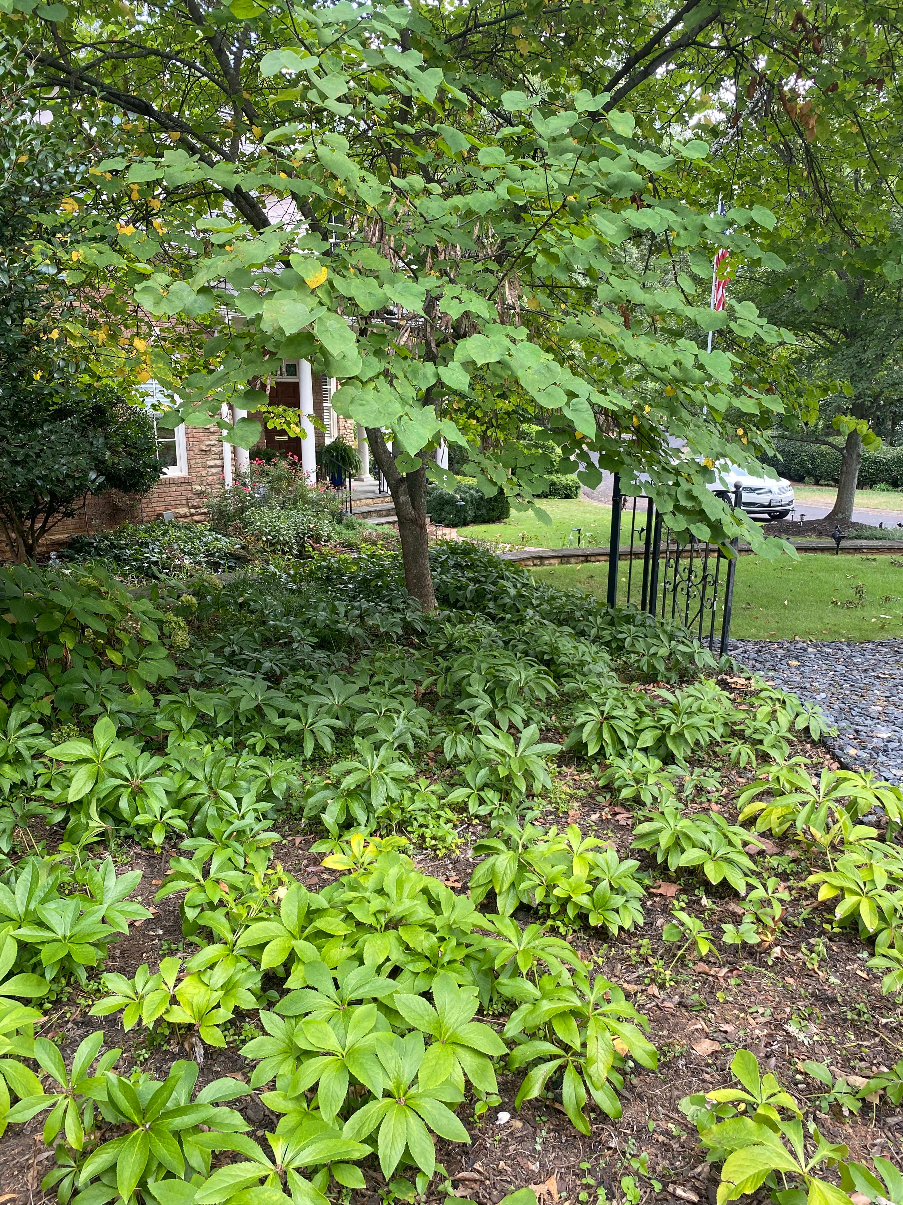 Hellebore Cleanup