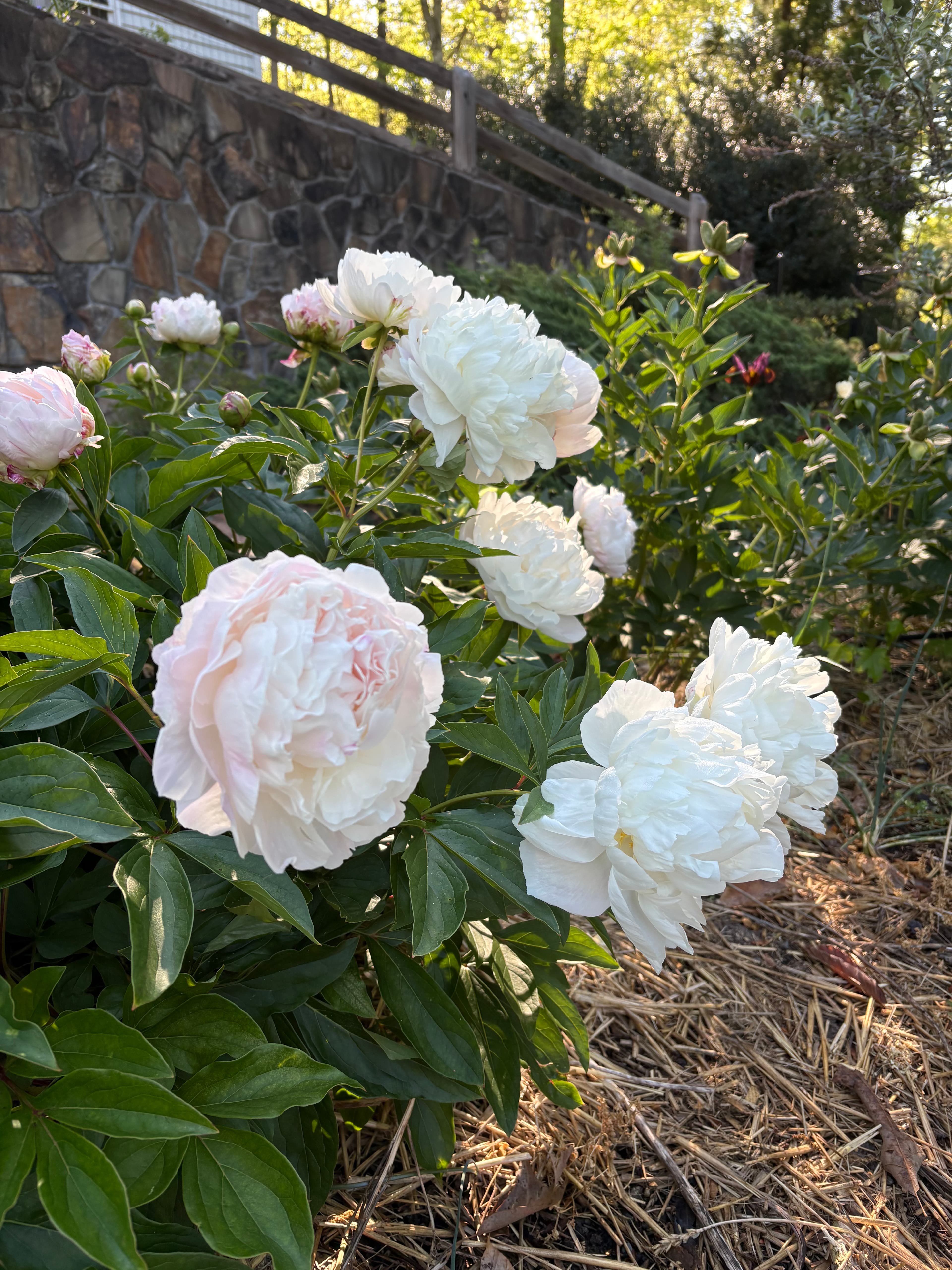 Beautiful Peony Bloom