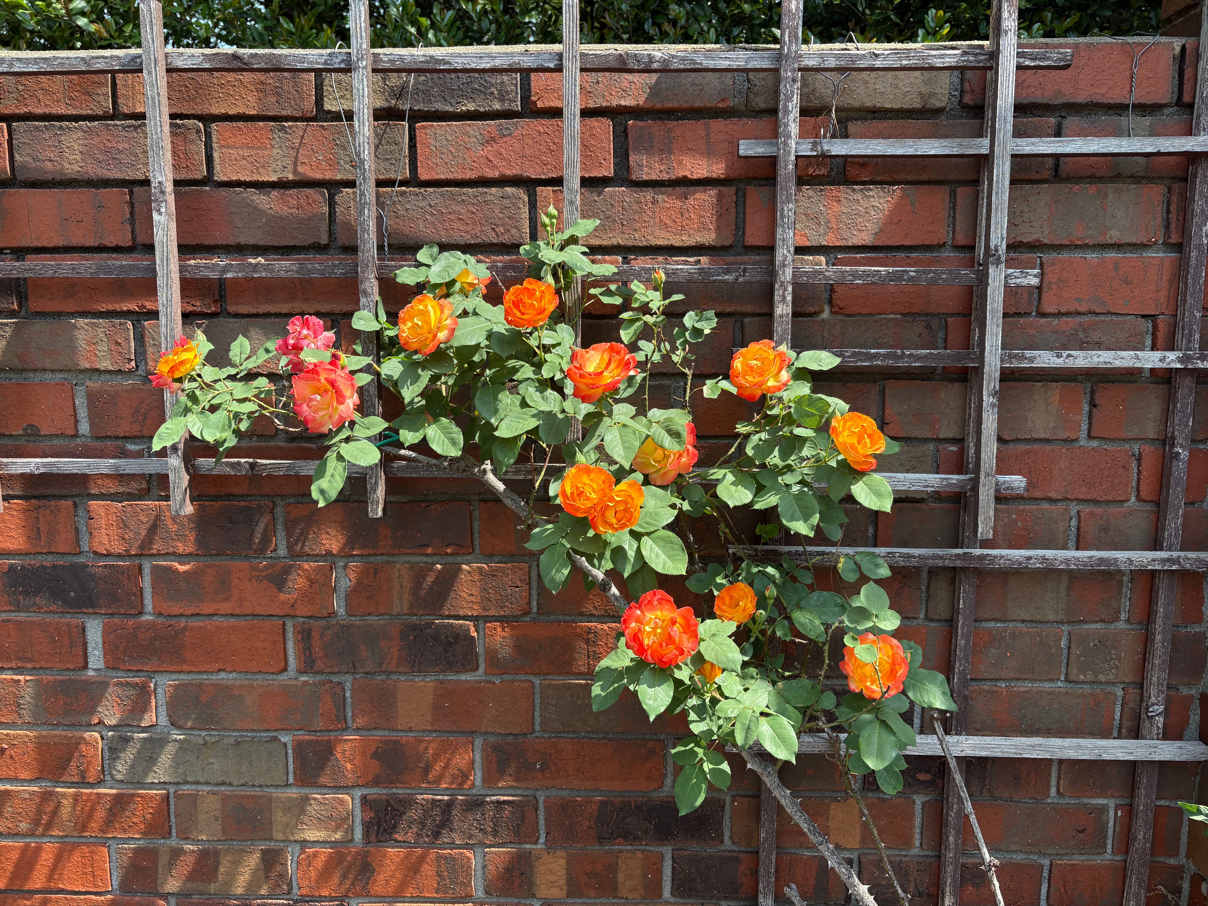 Climbing Rose on Trellis