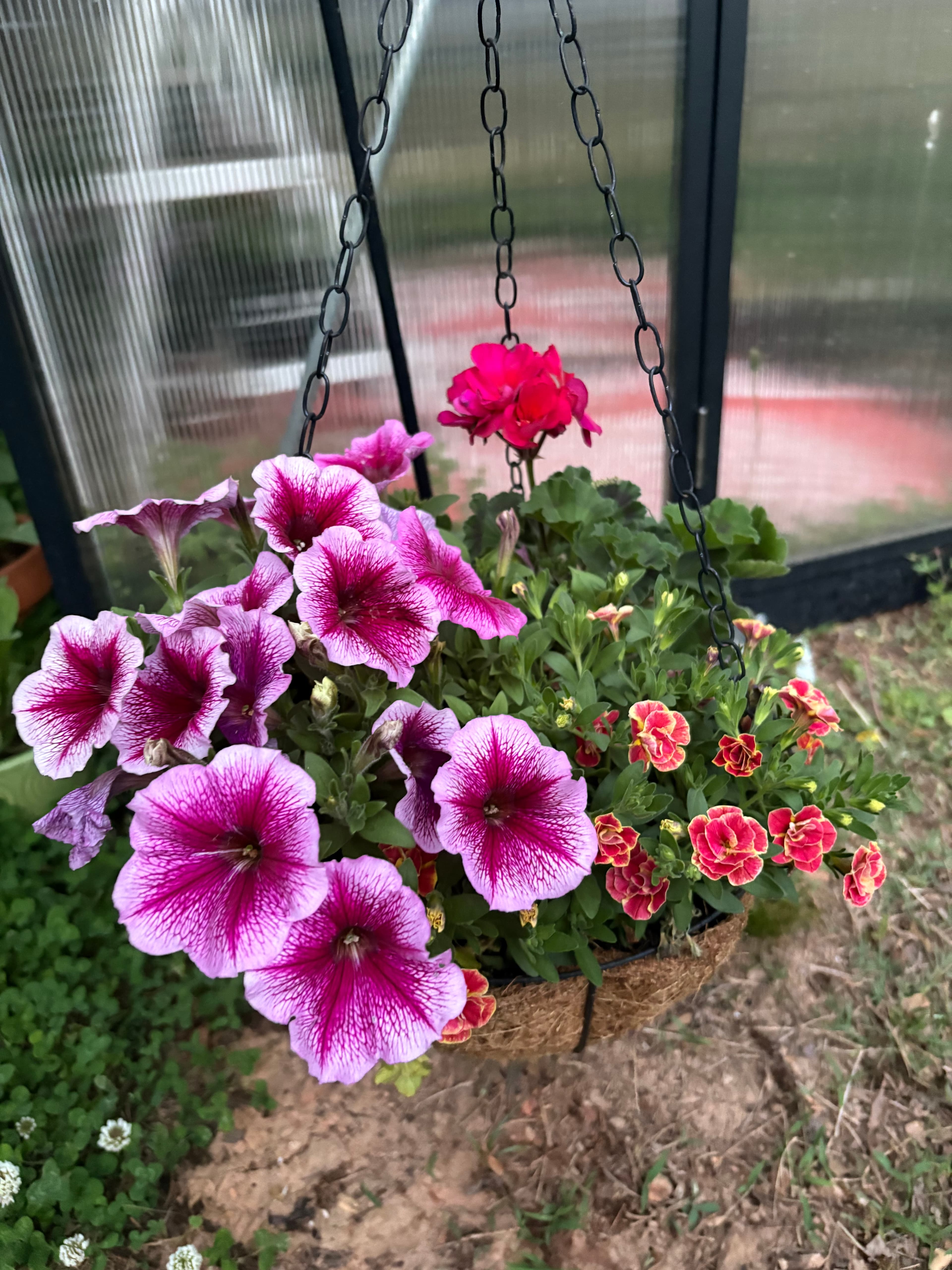 Petunias and Calibrachoa
