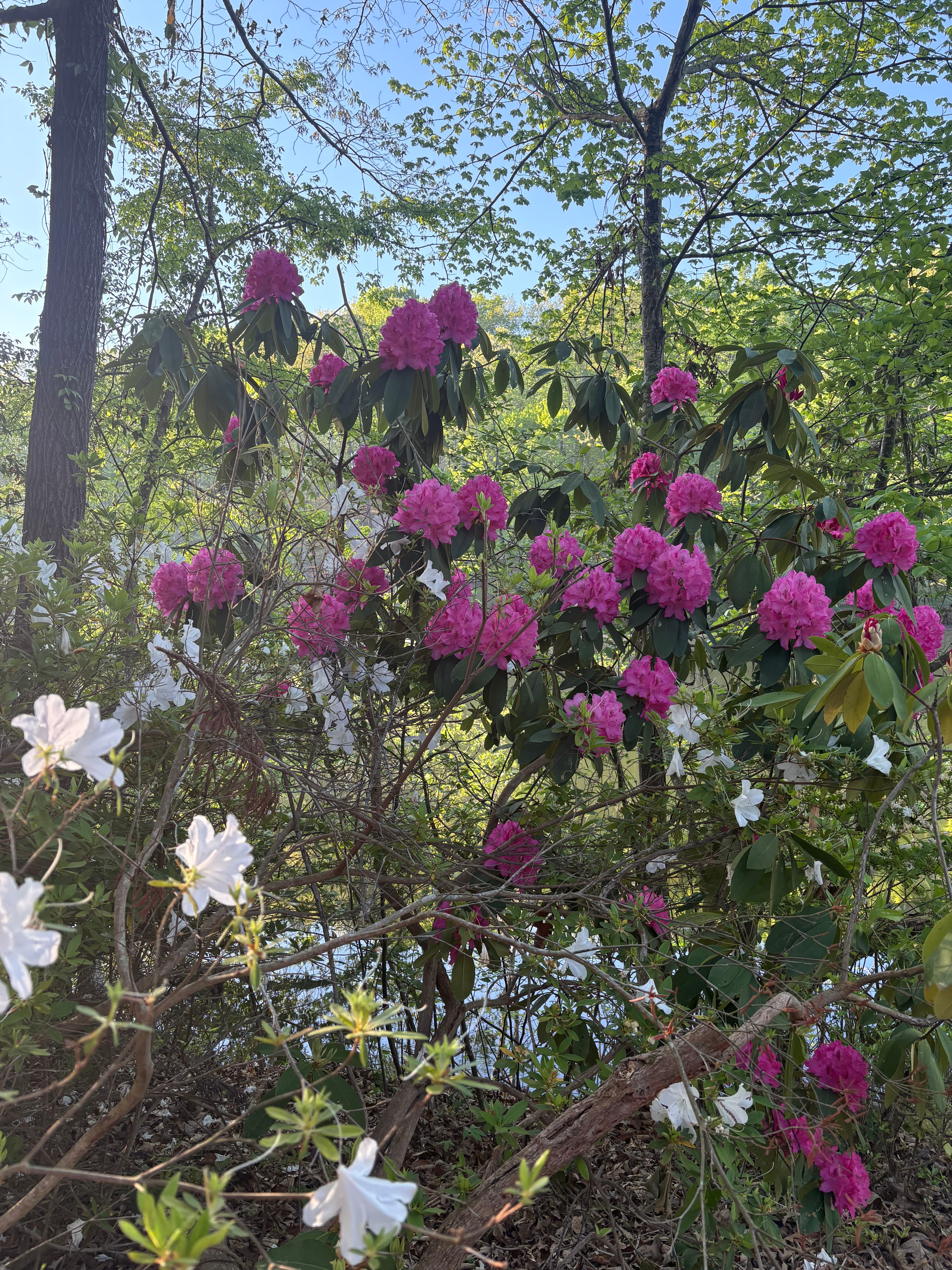 Rhododendron and Native Deciduous Azalea