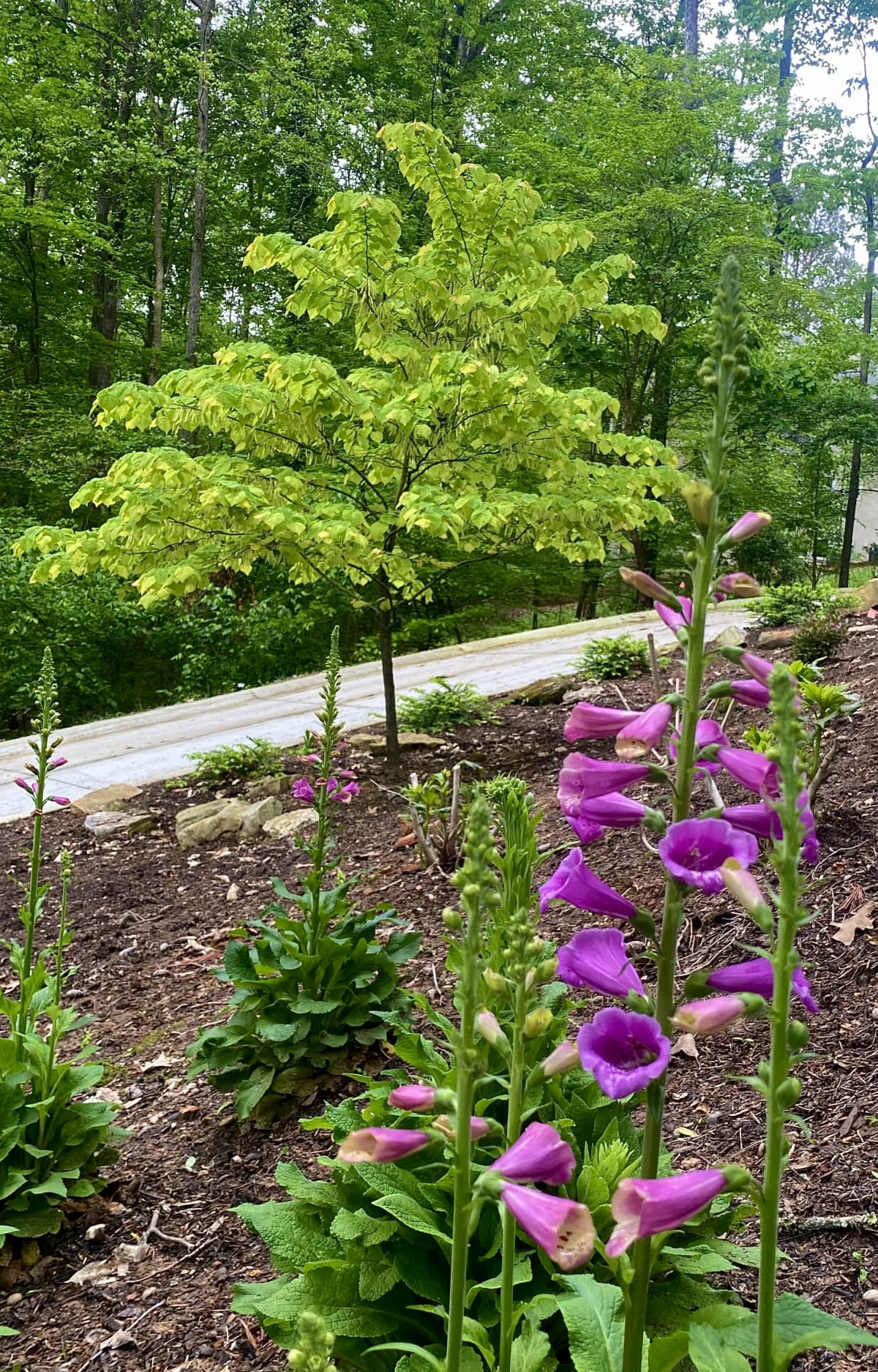 Milton, GA estate groundskeeping